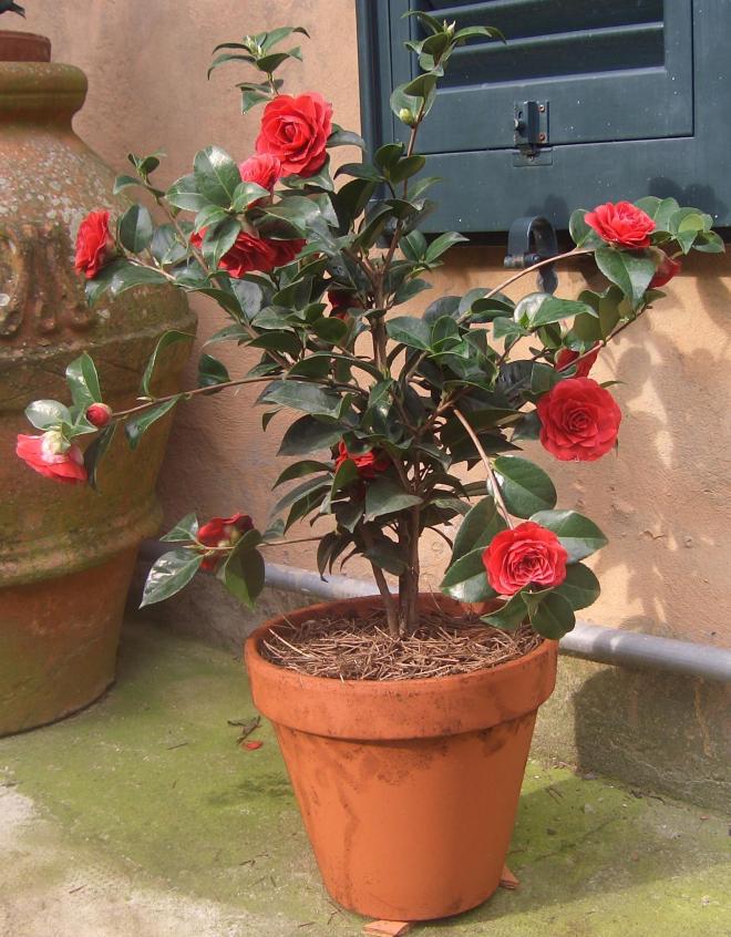 Camelia Reticulata Black Lace