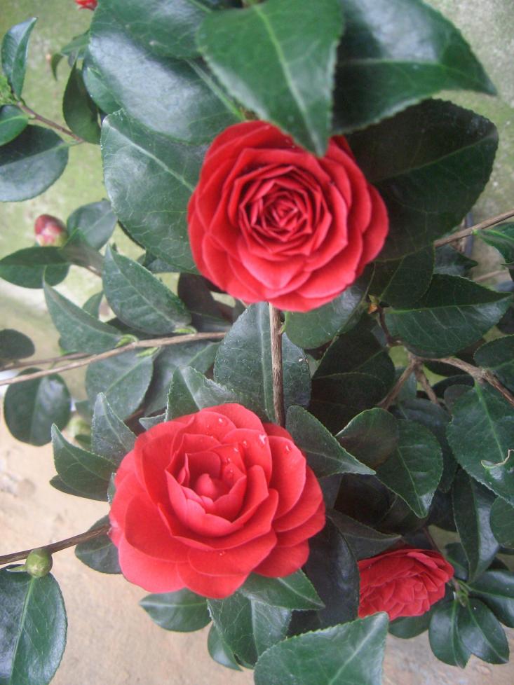 Camelia Reticulata Black Lace