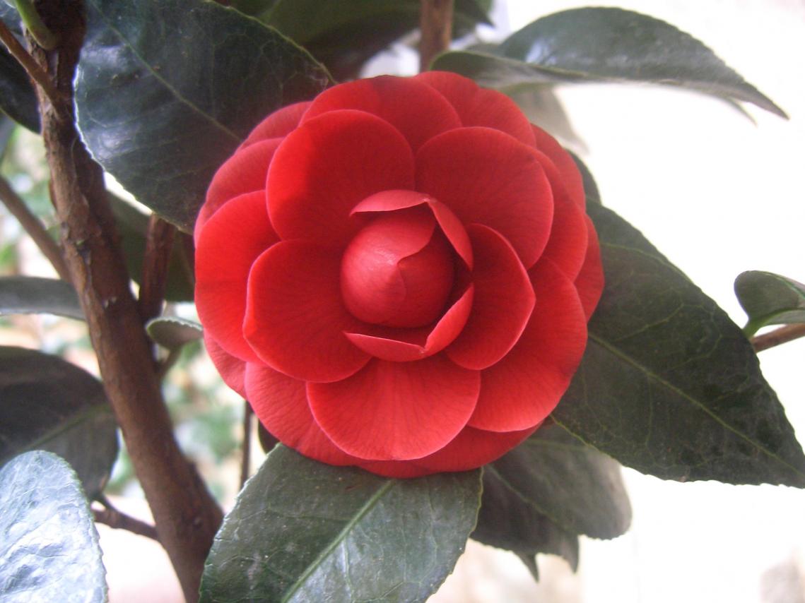 Camelia Reticulata Black Lace