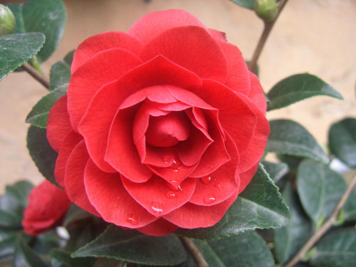 Camelia Reticulata Black Lace