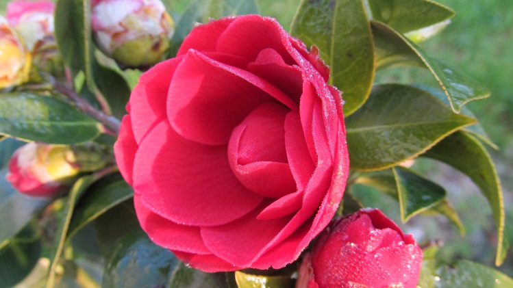 CAMELIA ROSSA