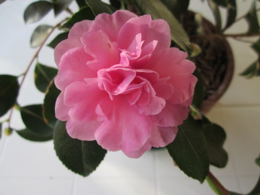 Camelia sasanqua rosa - forse Debbie