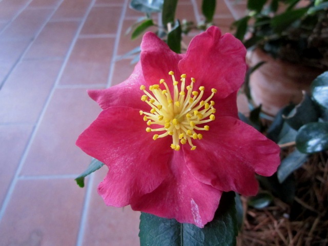 Camelia sasanqua rossa