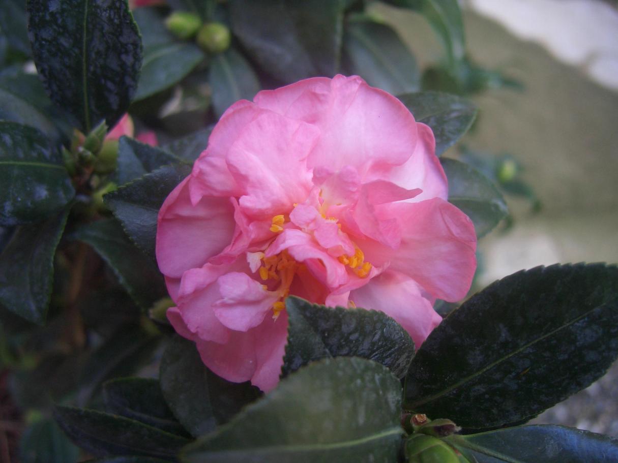 Camelia Sasanqua Showa no Sakae