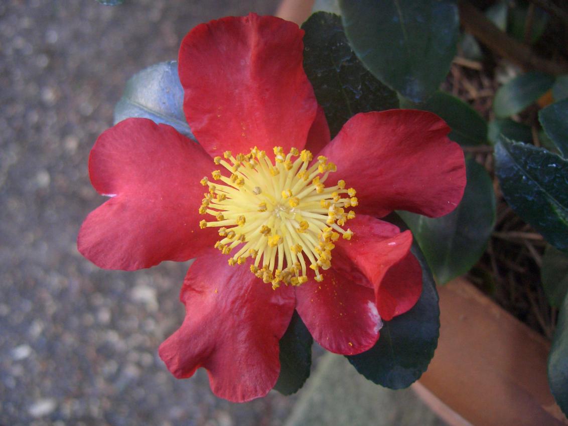 Camelia Sasanqua Yuletide