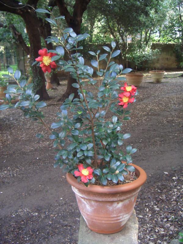 Camelia Sasanqua Yuletide