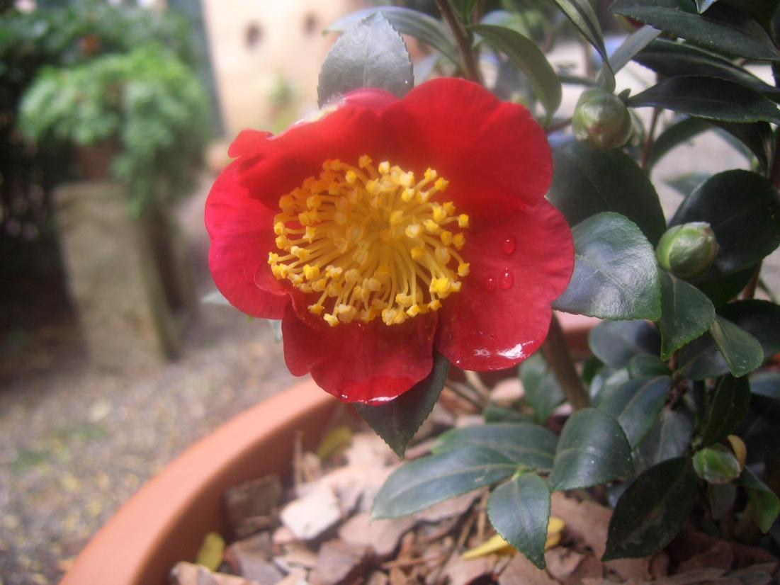 Camelia Sasanqua Yuletide