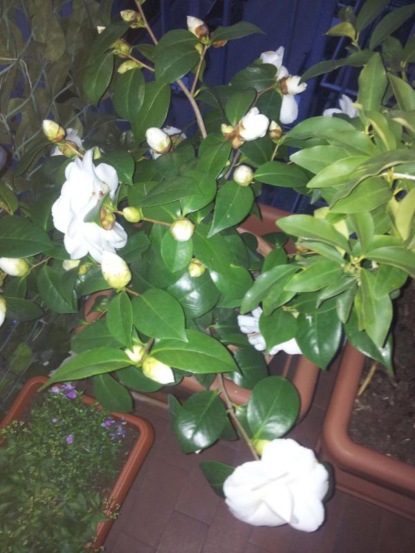 Camelia