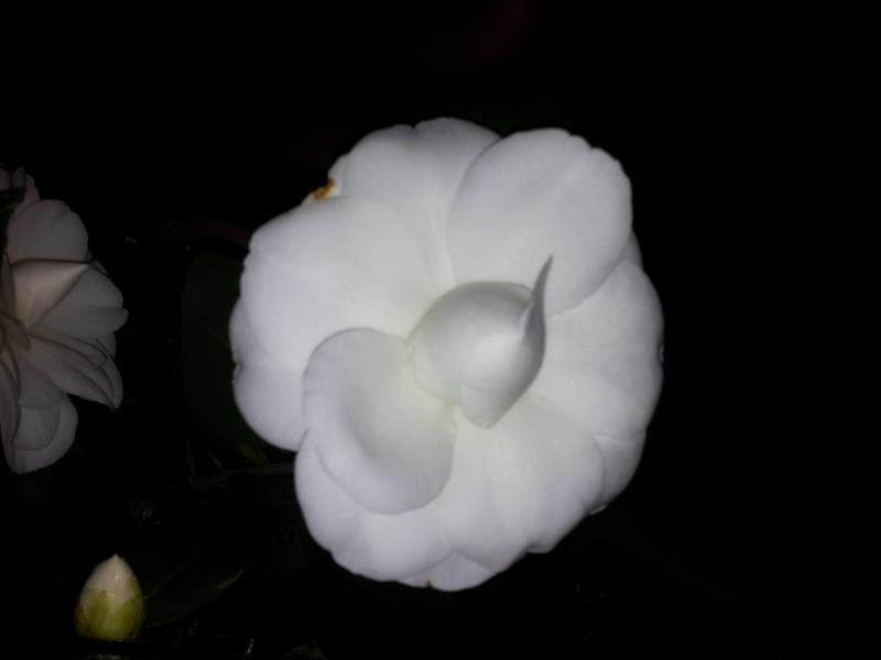 Camelia