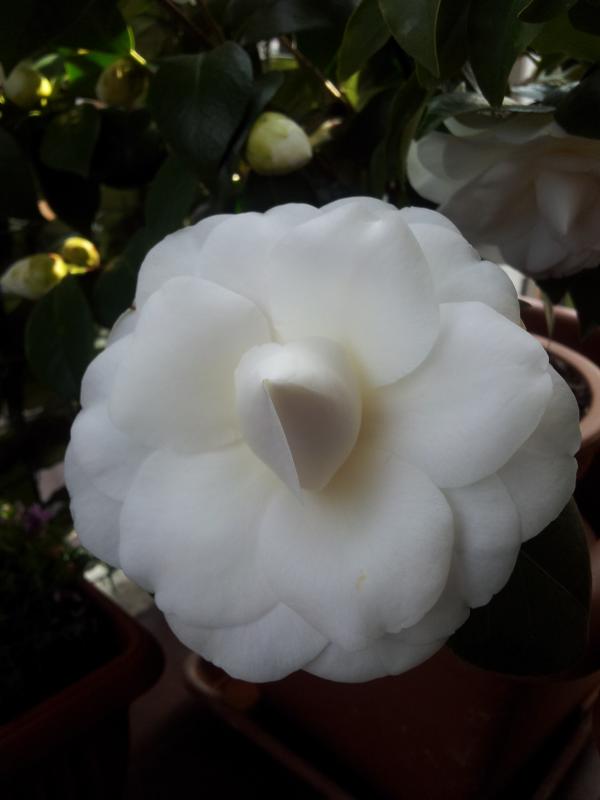 Camelia