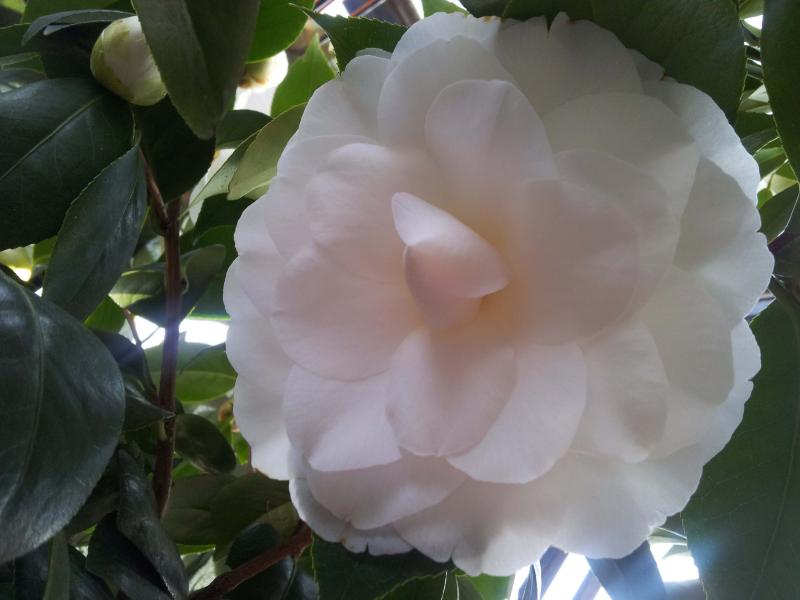 Camelia