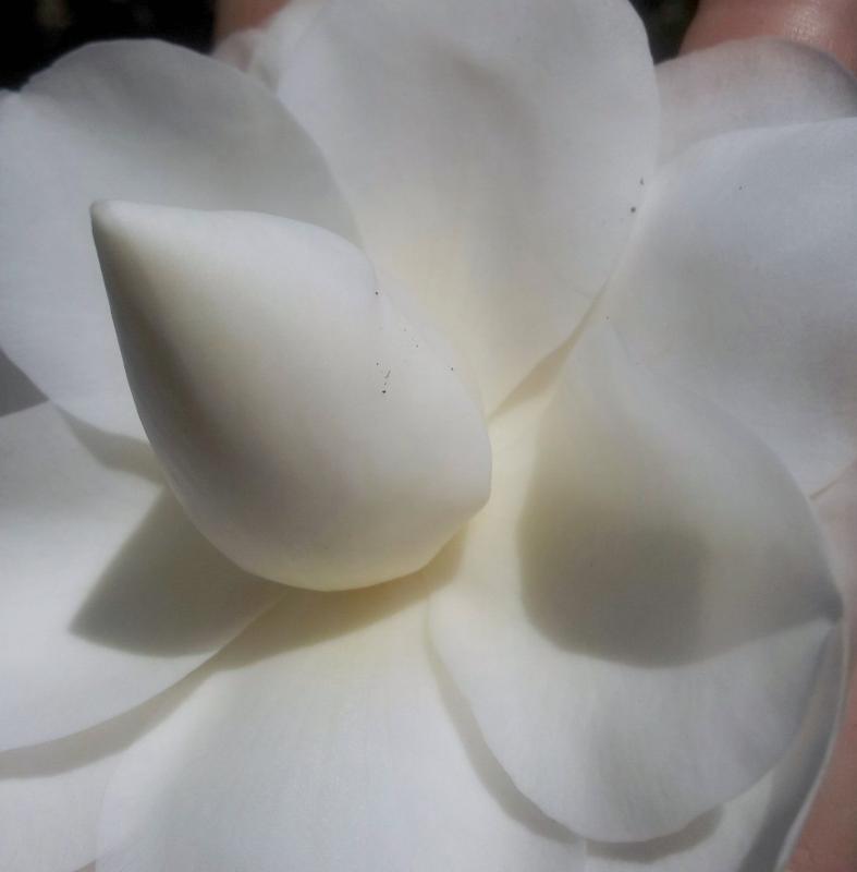 Camelia