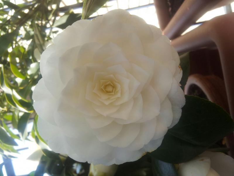 Camelia