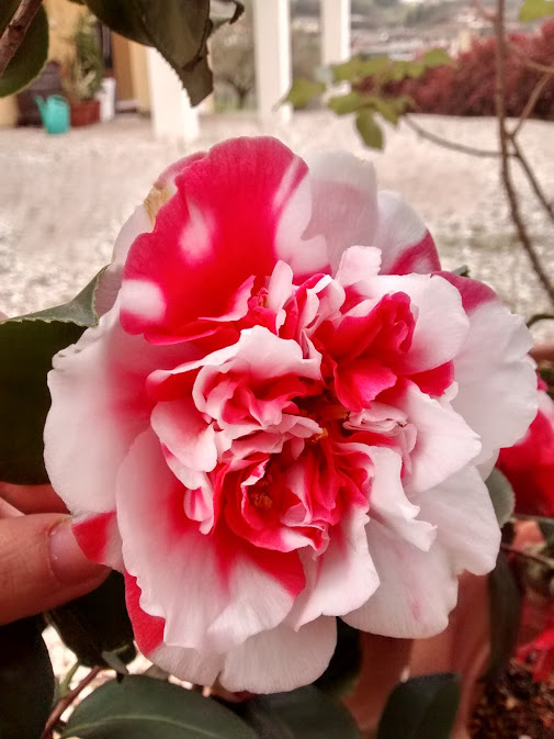 Camelia