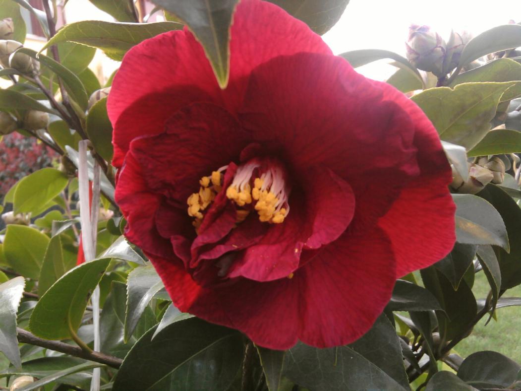 CAMELIA