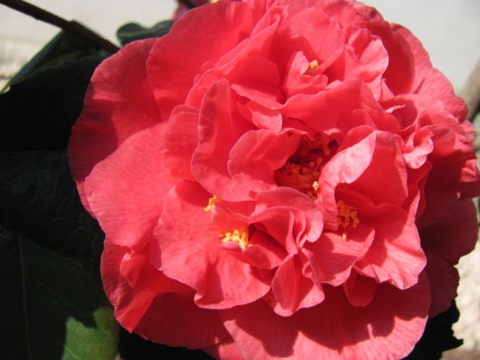 camelia