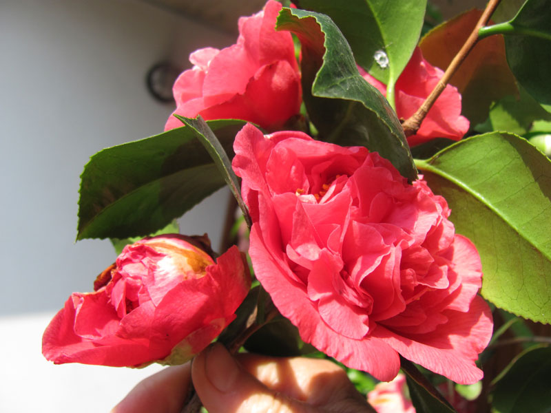 camelia1