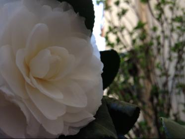 Camellia japonica 'Alba Plena'