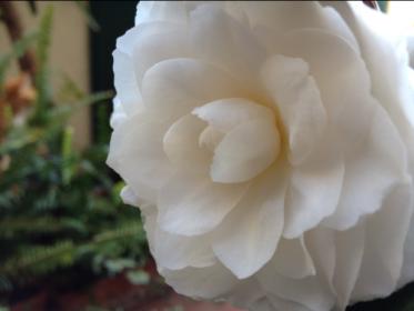 Camellia japonica 'Alba Plena'