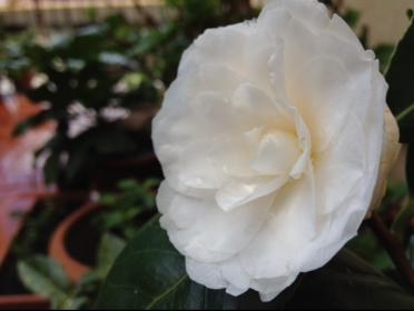 Camellia japonica 'Alba Plena'