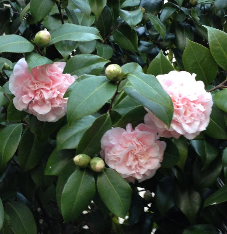Camellia japonica 'Debutante'
