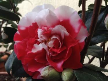 Camellia japonica 'General Coletti'