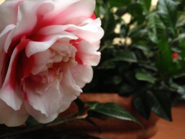Camellia japonica 'General Coletti'