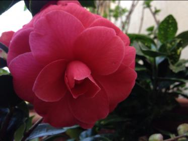 Camellia japonica 'Mathotiana'