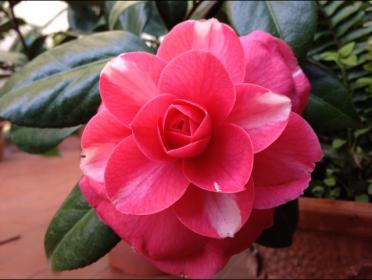 Camellia japonica 'Mathotiana'