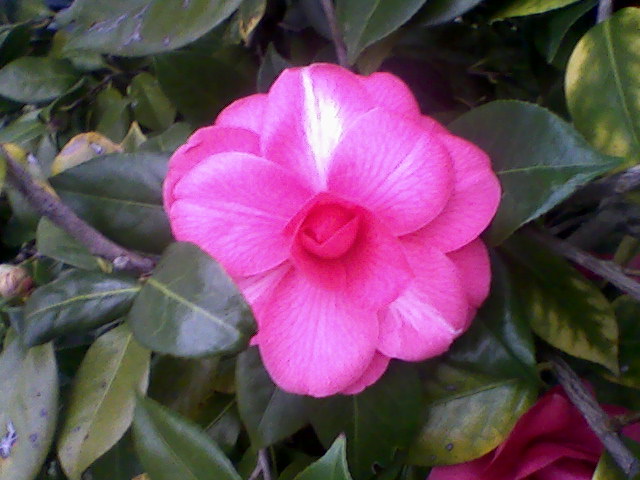 Camellia Matothiana grande con fiore striato