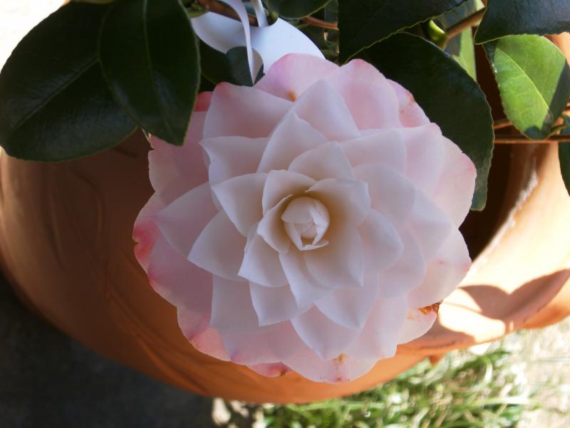 Camellia Nuccio's pearl