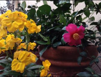Camellia sasanqua 'kanjirò'