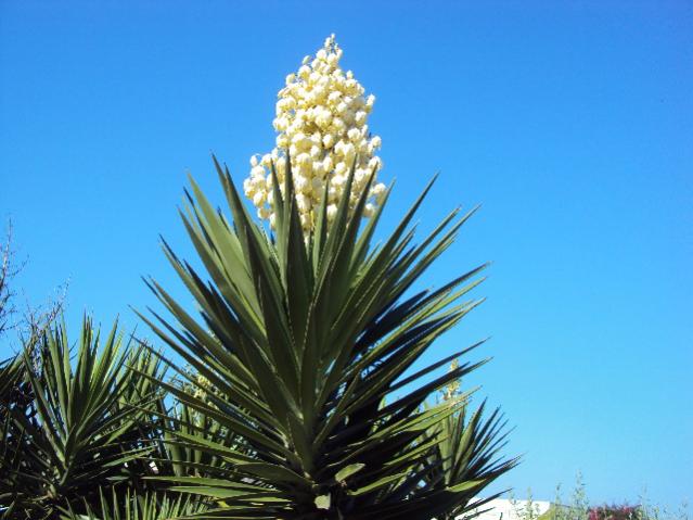 campagna 005