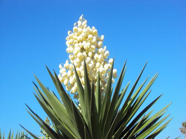 campagna 006