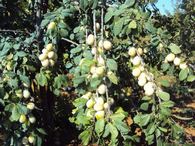 campagna 024