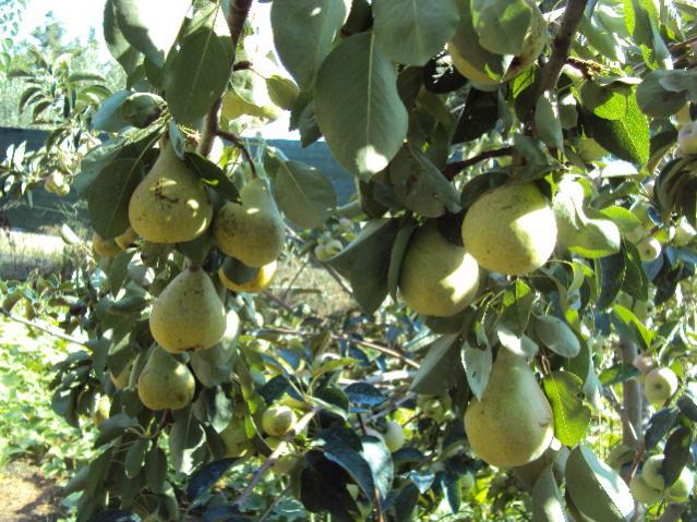 campagna 032