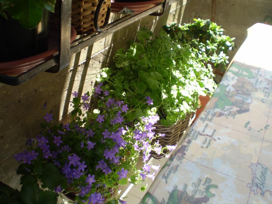 Campanula port..., pelargonium fragrans e azalea