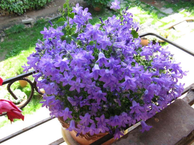 Campanula Portenschlagiana.