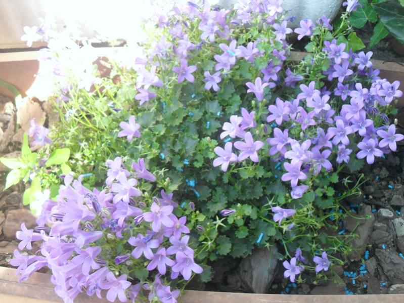 campanula