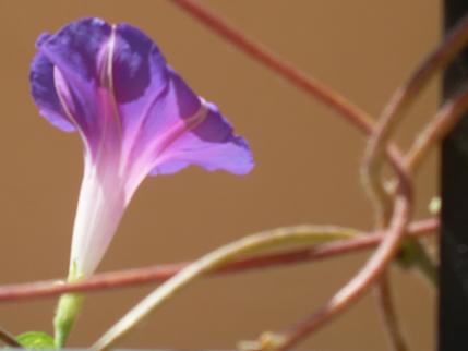 campanula