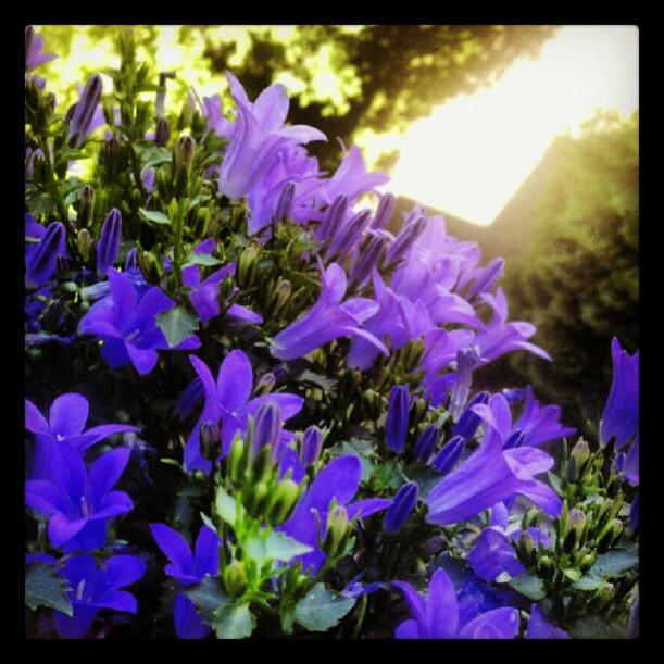 Campanula