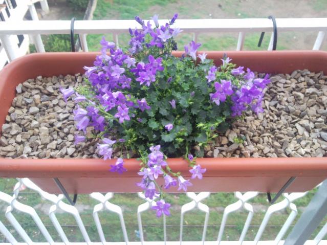 campanula.