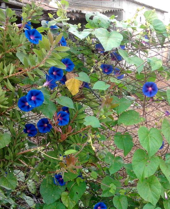 campanule