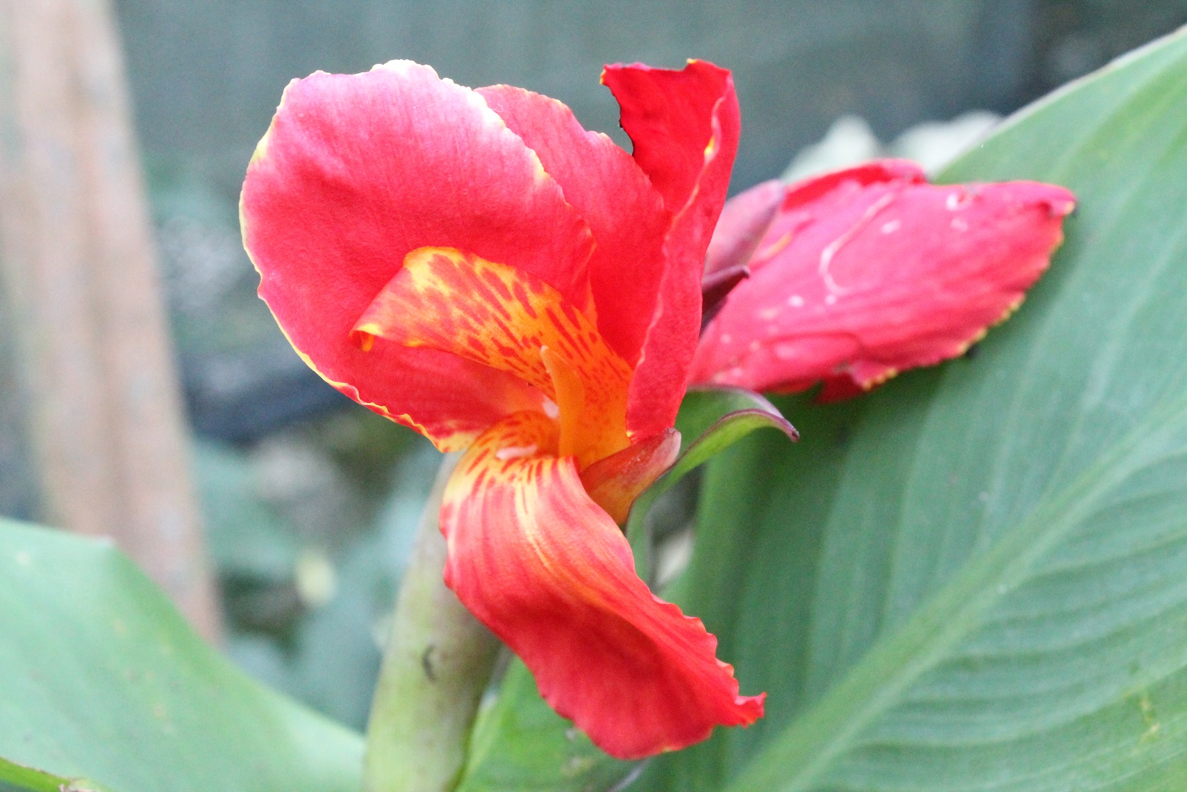 Canna indica IMG_7522