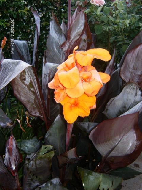 Canna Indica Wyoming