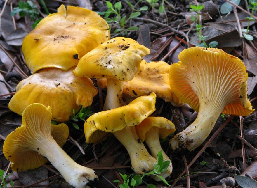 Cantharellus cibarius