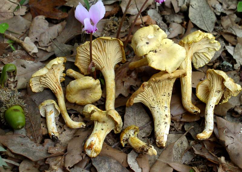 Cantharellus ferruginascens