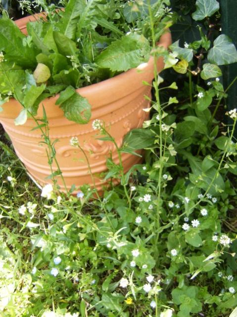 Capsella bursa pastoris