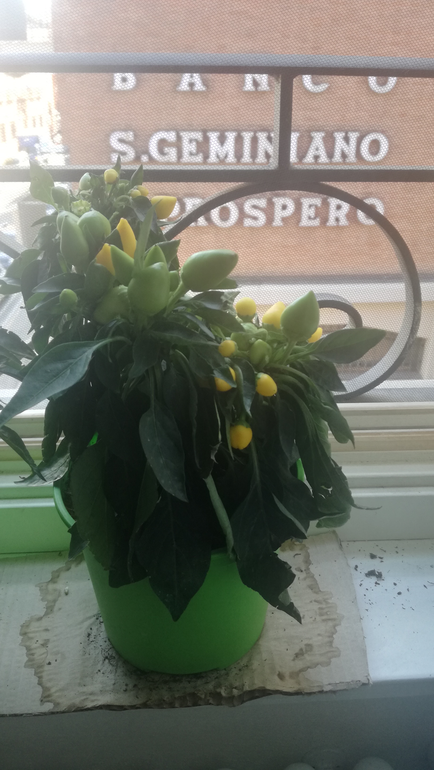 Capsicum annuum con foglie afflosciatr
