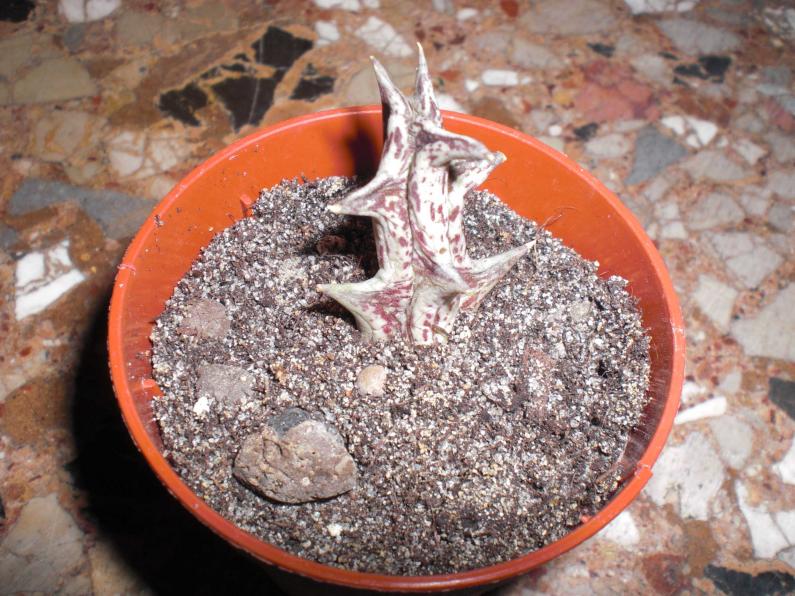 Caralluma hesperidum